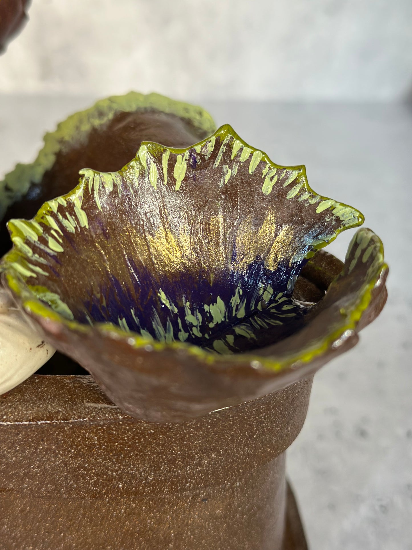 Close up of venus fly trap
