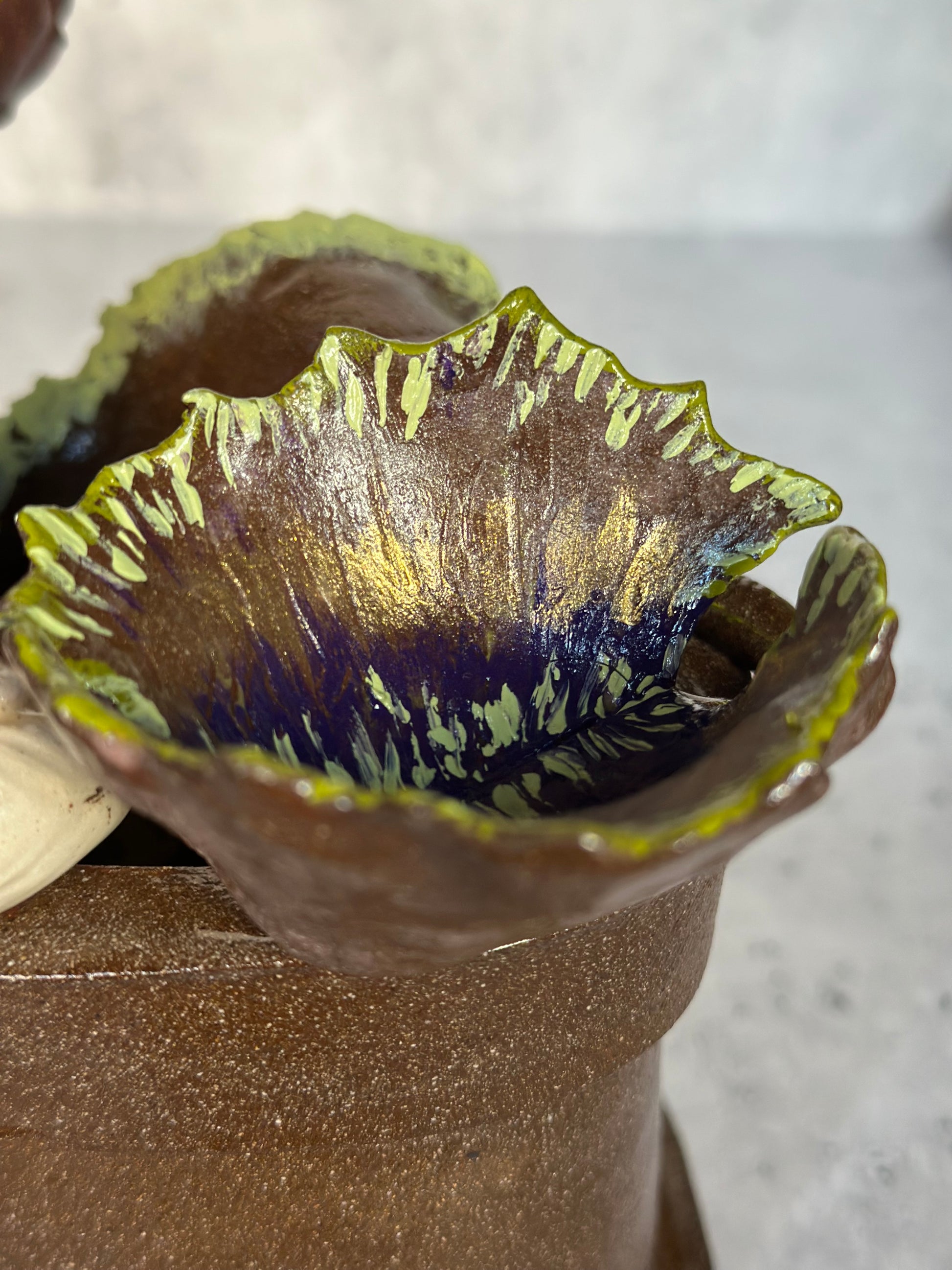 Close up of venus fly trap