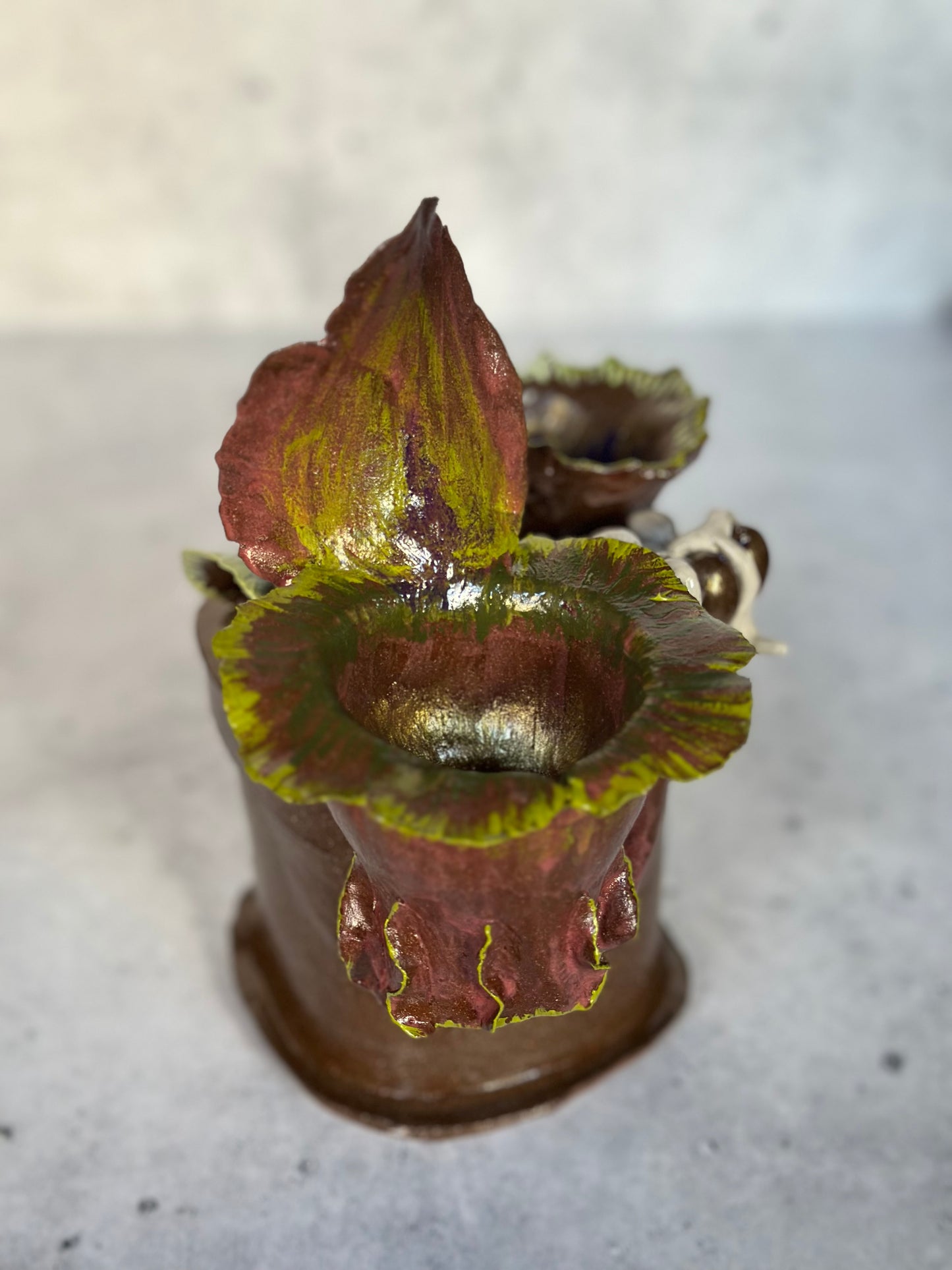 close up of pitcher plant